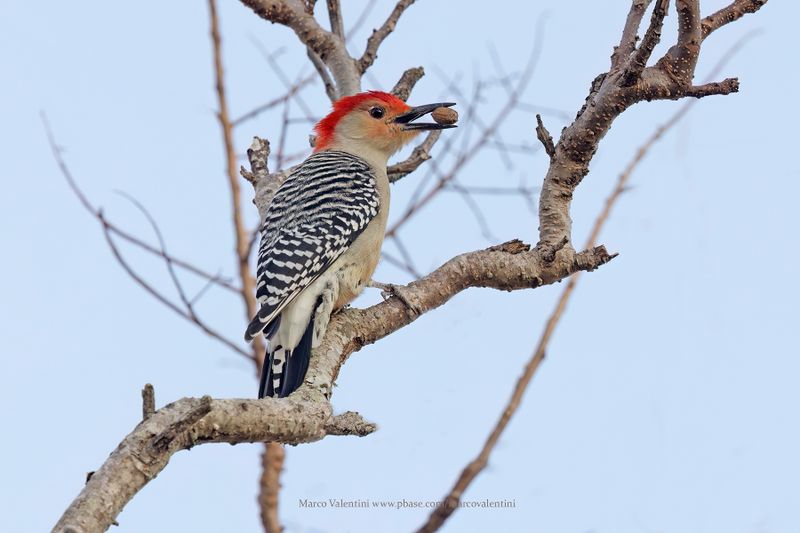 Red-bellied Woodpecker - Melanerpes carolinus