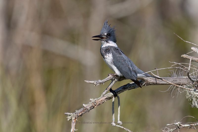Belted Kingfisher - Megaceryle alcyon