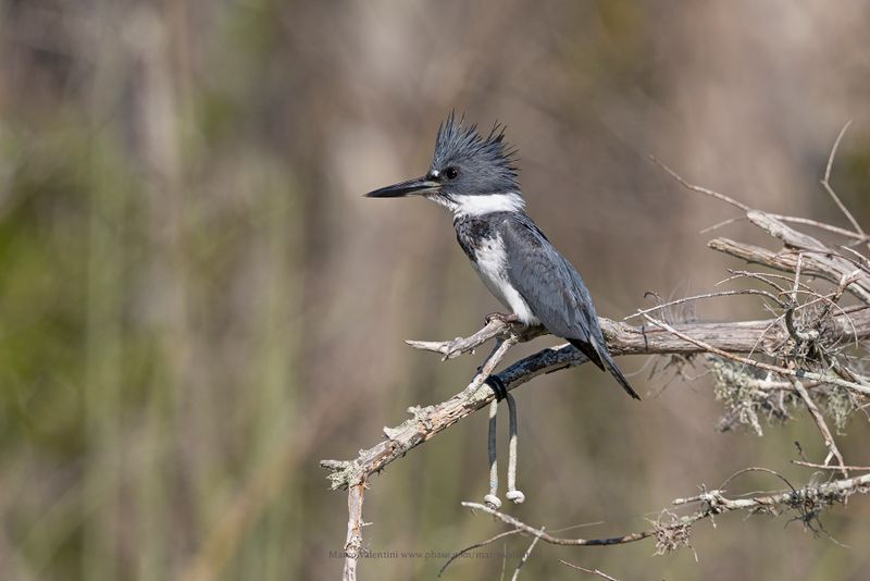 Belted Kingfisher - Megaceryle alcyon