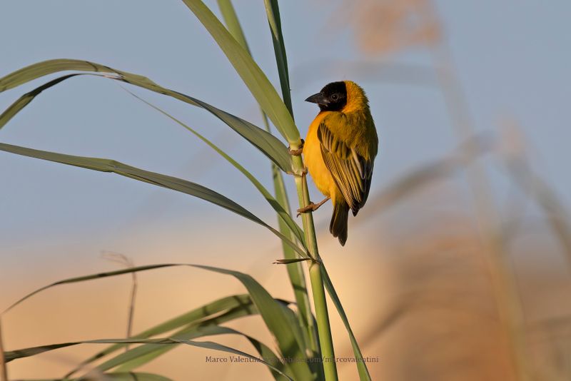 Black-headed Weaver - Ploceus melanocephalus