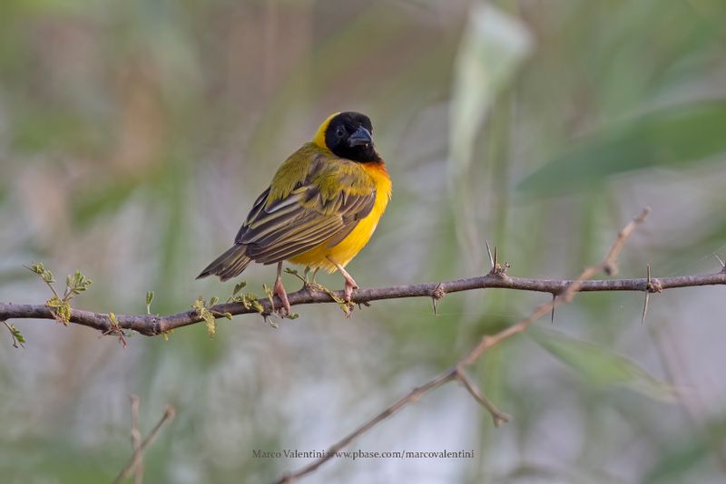Black-headed Weaver - Ploceus melanocephalus
