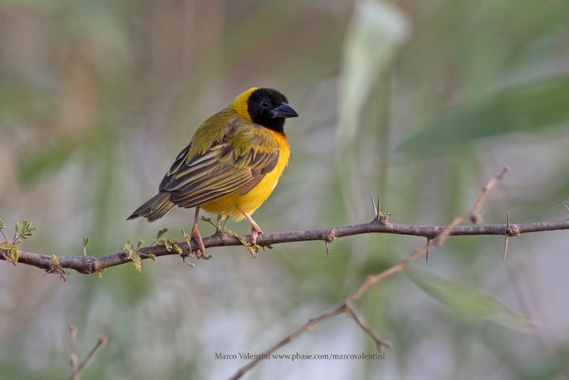 Black-headed Weaver - Ploceus melanocephalus