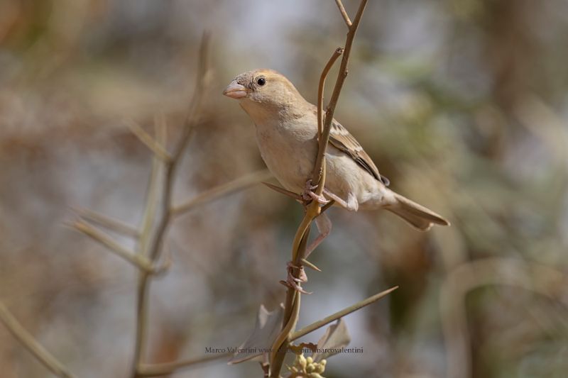 Black-headed Weaver - Ploceus melanocephalus