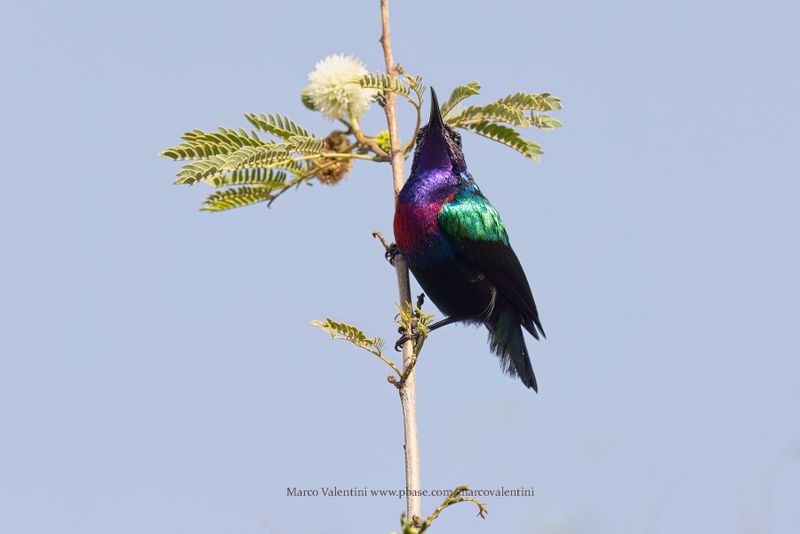 Splendid Sunbird - Cinnyris coccinigastrus