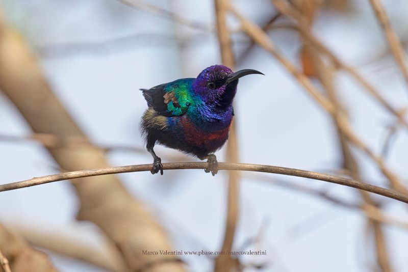 Splendid Sunbird - Cinnyris coccinigastrus