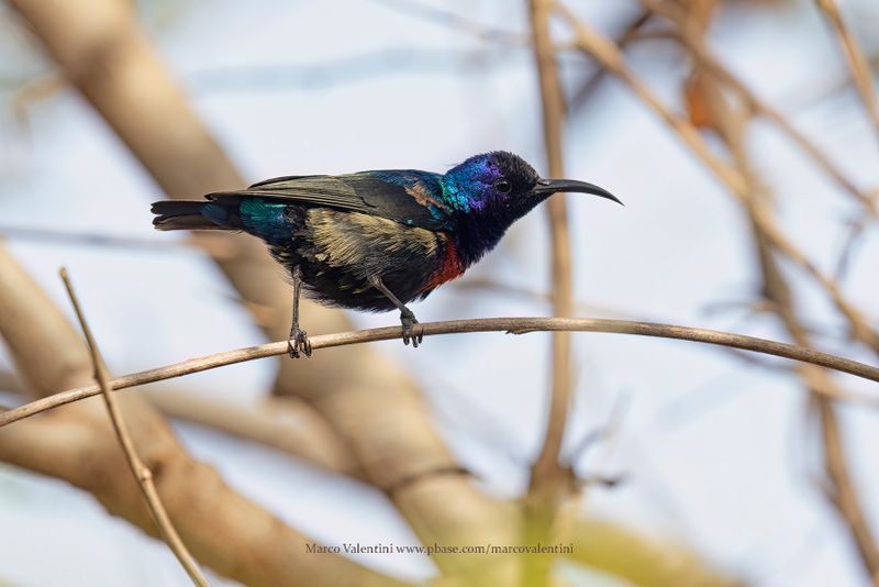 Splendid Sunbird - Cinnyris coccinigastrus