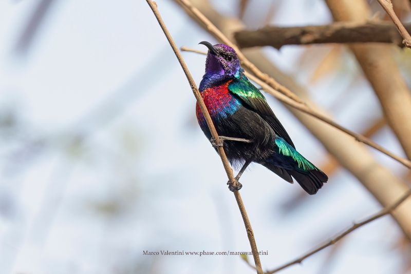 Splendid Sunbird - Cinnyris coccinigastrus