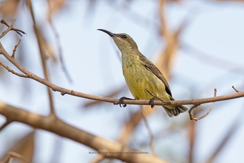 Splendid Sunbird - Cinnyris coccinigastrus