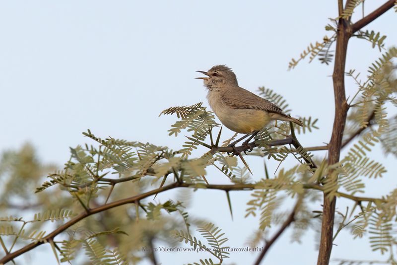 Yellow-bellied Eremomela - Eremomela icteropygialis