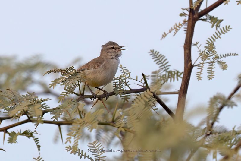 Yellow-bellied Eremomela - Eremomela icteropygialis