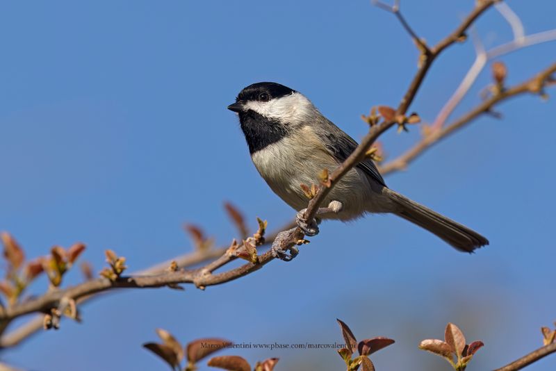Carolina Chickadee - Poecile carolinensis