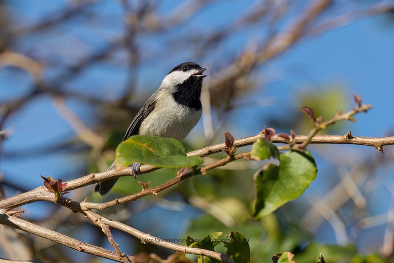 Carolina Chickadee - Poecile carolinensis