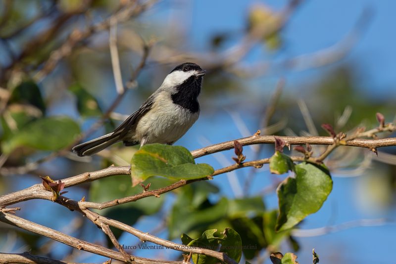 Carolina Chickadee - Poecile carolinensis