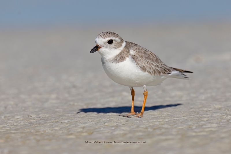 Piping Plover - Charadrius melodus