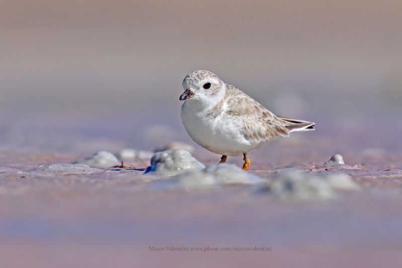 Piping Plover - Charadrius melodus