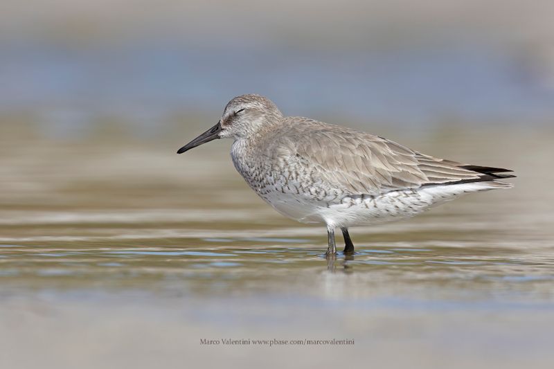 Red Knot - Calidris canutus