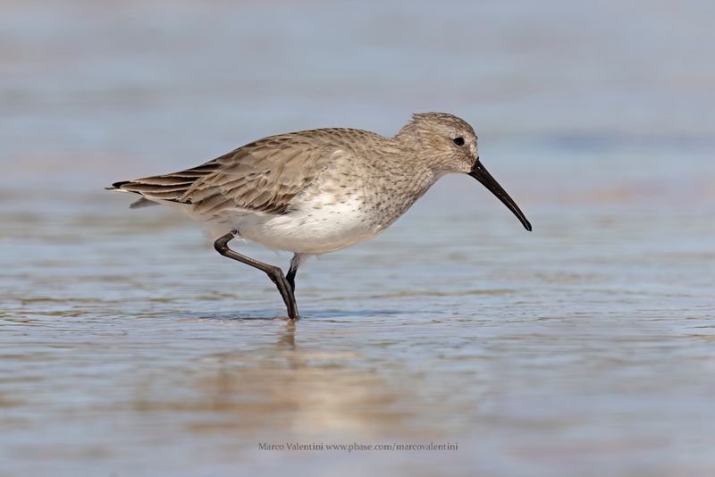 Dunlin - Calidris alpina