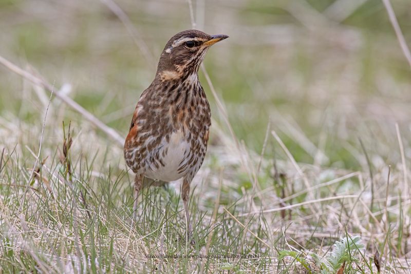 Redwing - Turdus iliacus