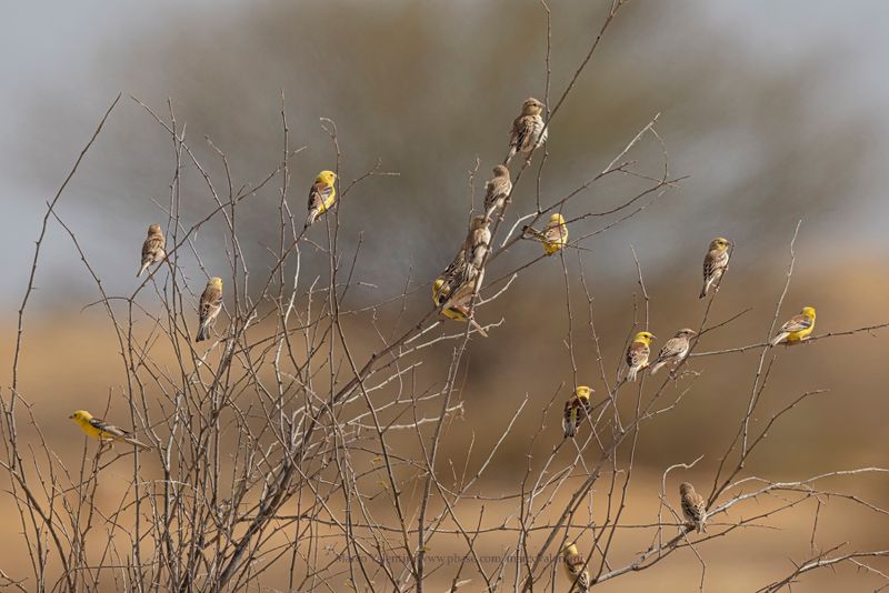 Sudan Golden Sparrow - Passer luteus