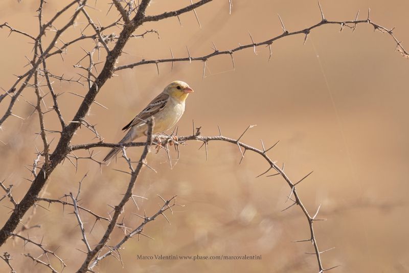 Sudan Golden Sparrow - Passer luteus