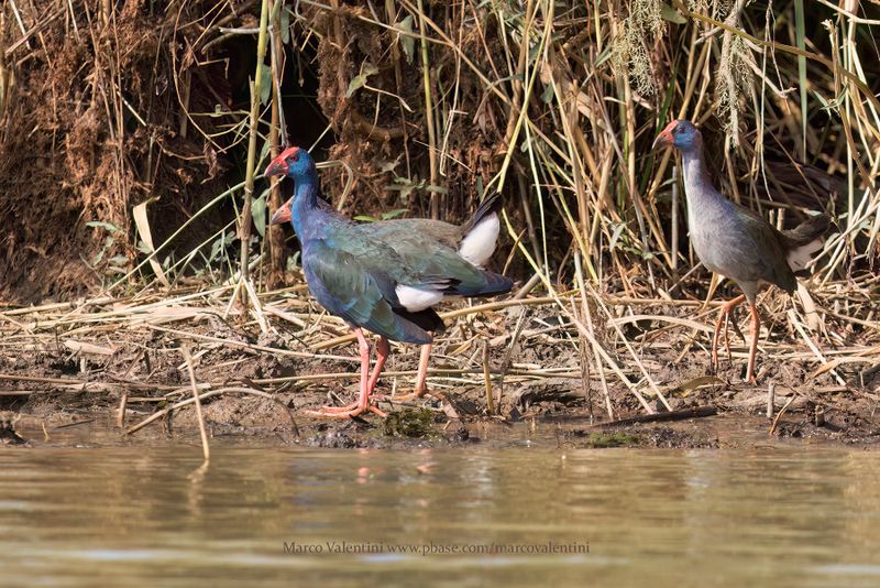 African Swamphen - Porphyrio madagascariensis