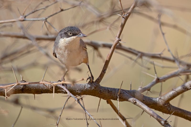Western Orphean Warbler - Sylvia hortensis