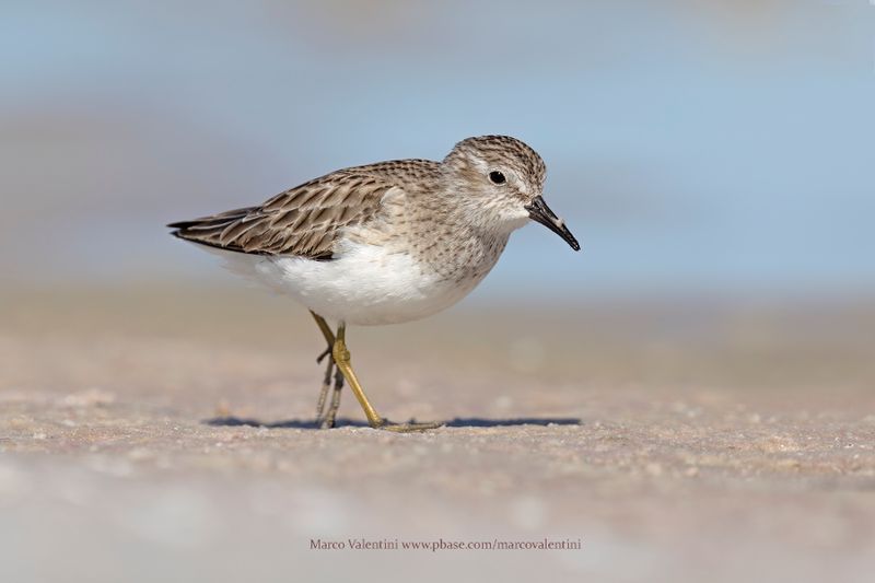 Least Sandpiper - Calidris minutilla