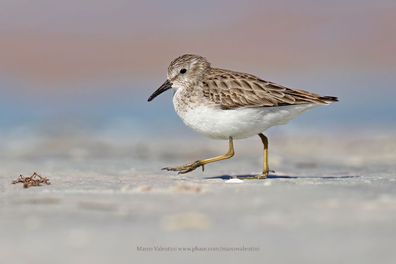 Least Sandpiper - Calidris minutilla