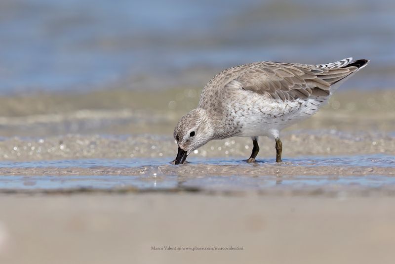 Red Knot - Calidris canutus