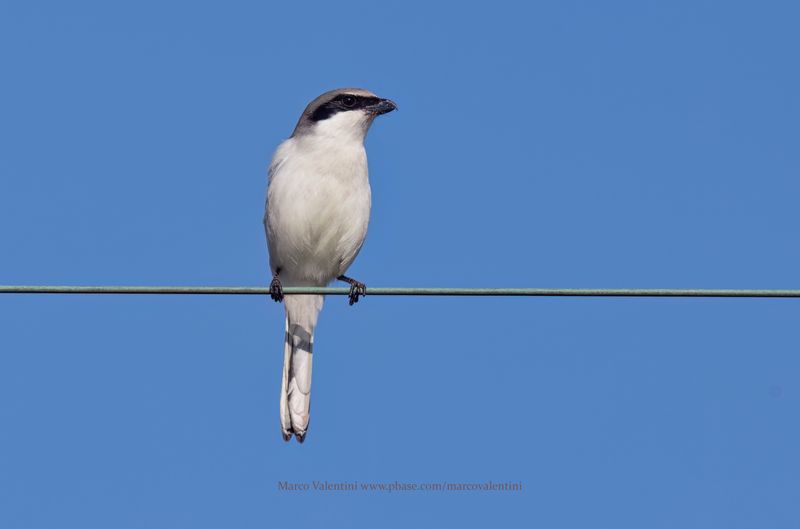 Loggerhead Shrike - Lanius ludovicianus