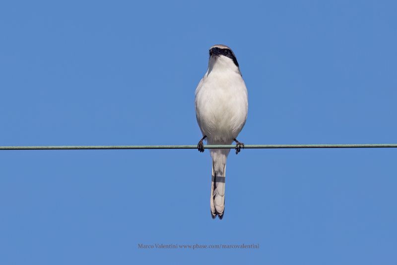 Loggerhead Shrike - Lanius ludovicianus