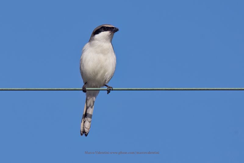 Loggerhead Shrike - Lanius ludovicianus