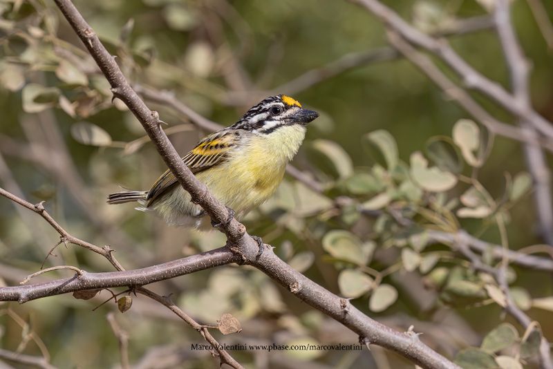 Yellow-fronted Tinkerbird - Pogoniulus chrysoconus