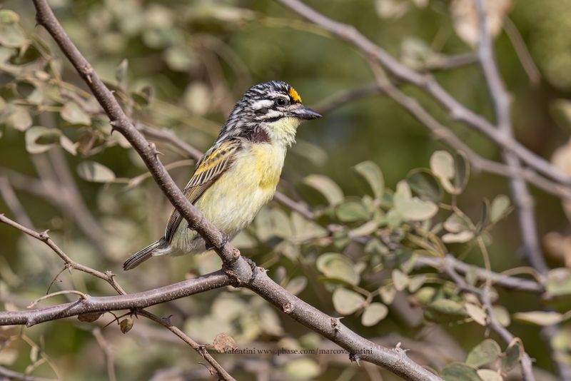 Yellow-fronted Tinkerbird - Pogoniulus chrysoconus