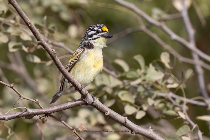 Yellow-fronted Tinkerbird - Pogoniulus chrysoconus