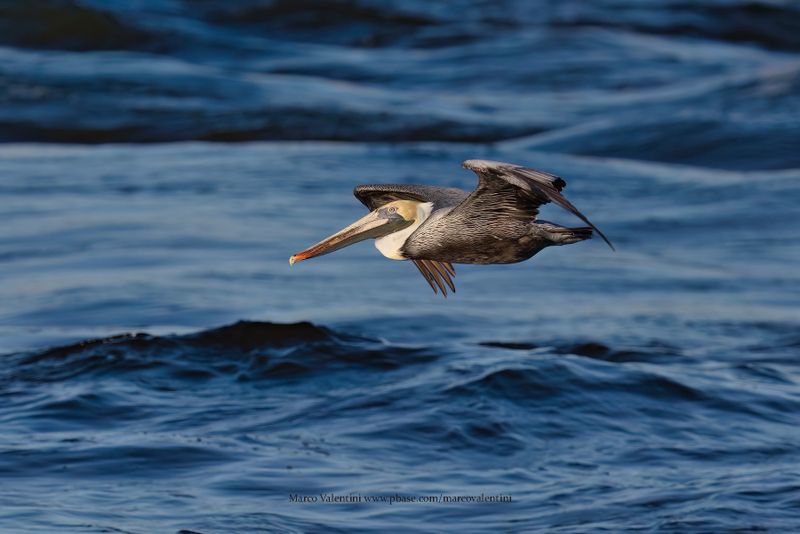 Brown pelican - Pelicanus occidentalis