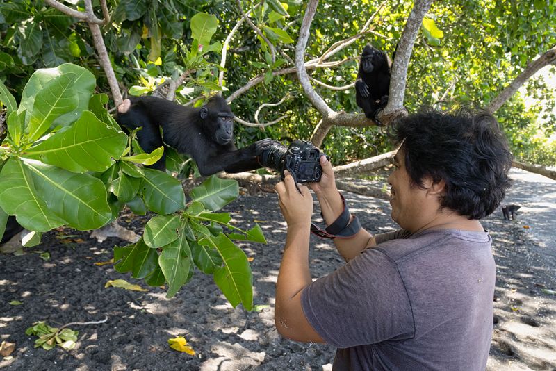 Sulawesi Black Macaque - Macaca nigra