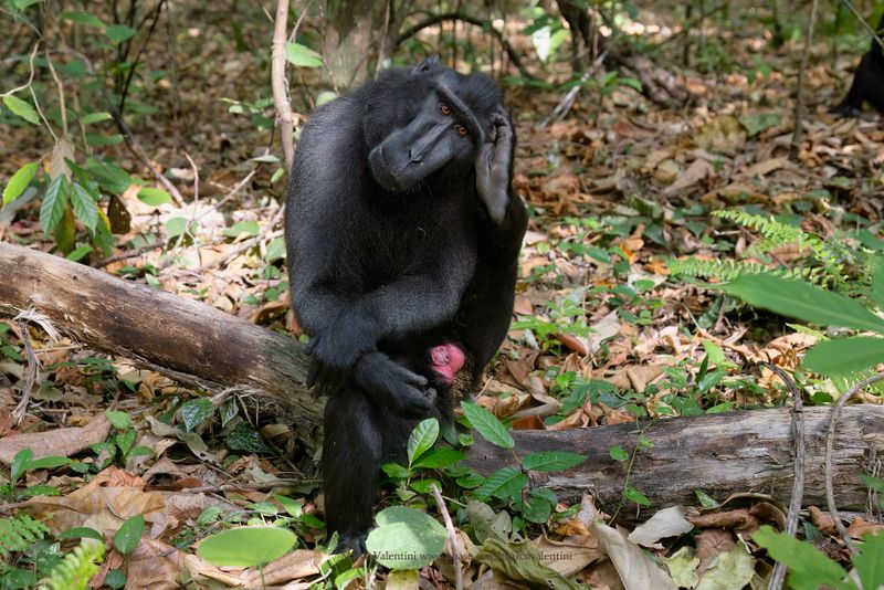 Sulawesi Black Macaque - Macaca nigra