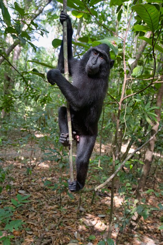 Sulawesi Black Macaque - Macaca nigra