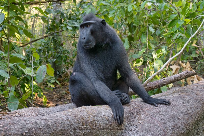 Sulawesi Black Macaque - Macaca nigra
