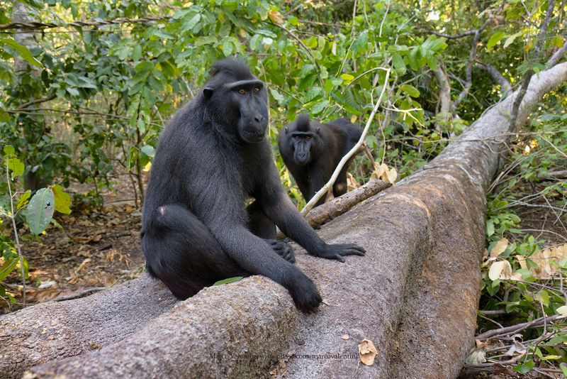Sulawesi Black Macaque - Macaca nigra