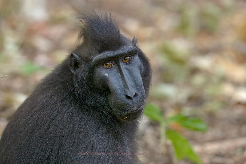 Sulawesi Black Macaque - Macaca nigra