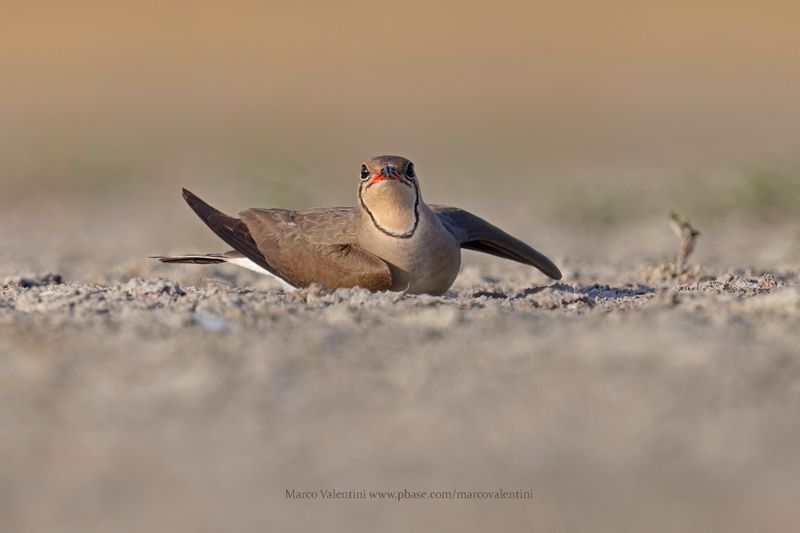 Collared pratincole - Glareola pratincola