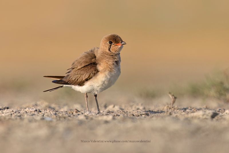 Collared pratincole - Glareola pratincola