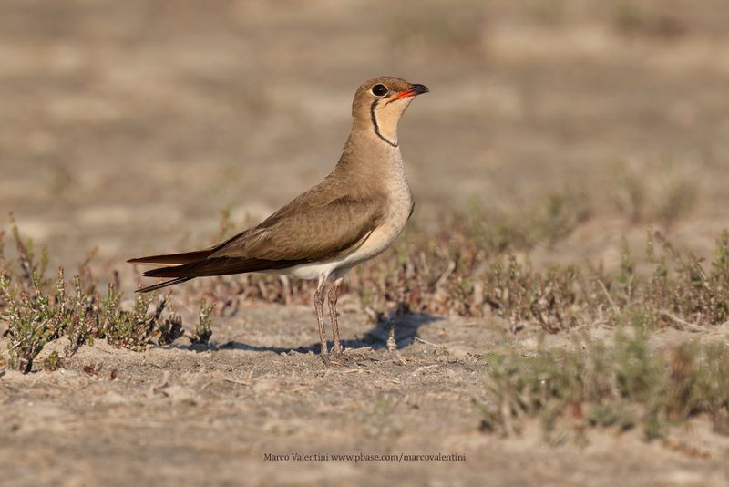 Collared pratincole - Glareola pratincola