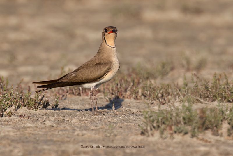 Collared pratincole - Glareola pratincola
