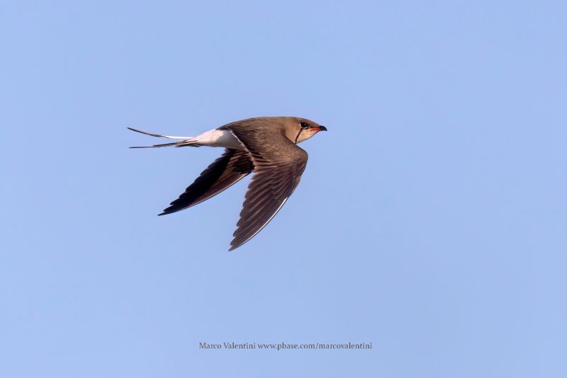Collared pratincole - Glareola pratincola