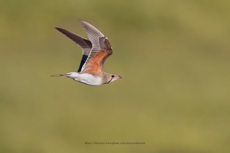 Collared pratincole - Glareola pratincola