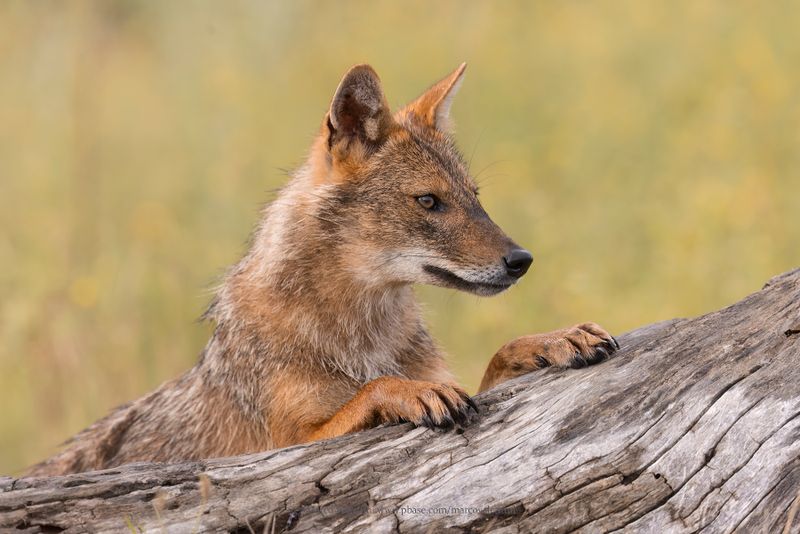 Golden Jackal - Canis aureus