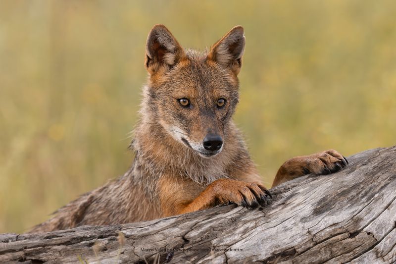 Golden Jackal - Canis aureus
